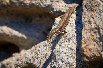 Common wall lizard sunbathing on a rock in the morning (Podarcis Muralis)	