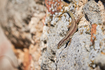 Common wall lizard sunbathing on a rock in the morning (Podarcis Muralis)	