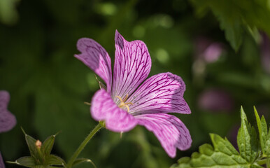 Close up of a pink geranium flower