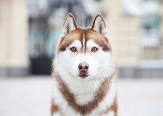 red head white siberian husky © Ilona Didkovska