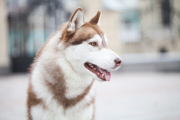 red head white siberian husky