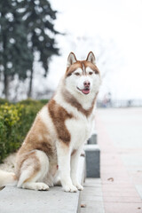 red head white siberian husky