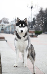 Black and white siberian husky