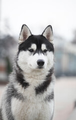 Black and white siberian husky