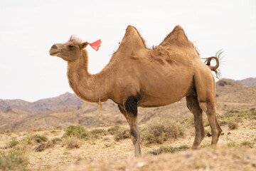 Camel in the Gobi Desert
