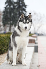 Black and white siberian husky