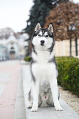 Black and white siberian husky