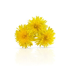 Obraz premium Three yellow dandelions isolated on white background with drop and shadow. Spring flowers. Design element