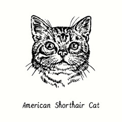 American Shorthair Cat face portrait. Ink black and white doodle drawing in woodcut style.