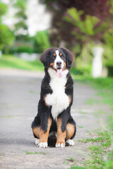 Beautiful dog breed bernese mountain dog in the park