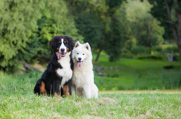 Bernese Mountain Dog and Samoyed