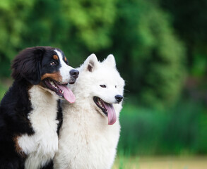 Bernese Mountain Dog and Samoyed