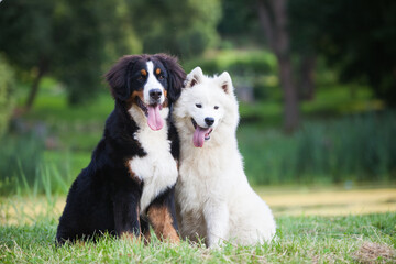 Bernese Mountain Dog and Samoyed