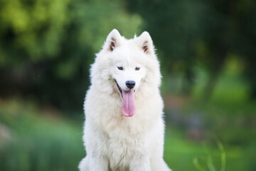 Obraz premium Samoyed is a very beautiful dog