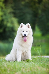 Samoyed is a very beautiful dog