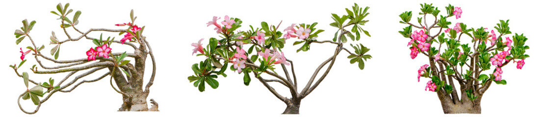 Adenium obesum flower collections isolated on white background. File contains with clipping path so easy to work.