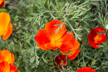 Beautiful orange escholzia flower. High quality photo