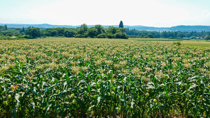 Fototapeta na wymiar 高原に広がるトウモロコシ畑（長野県信濃町）