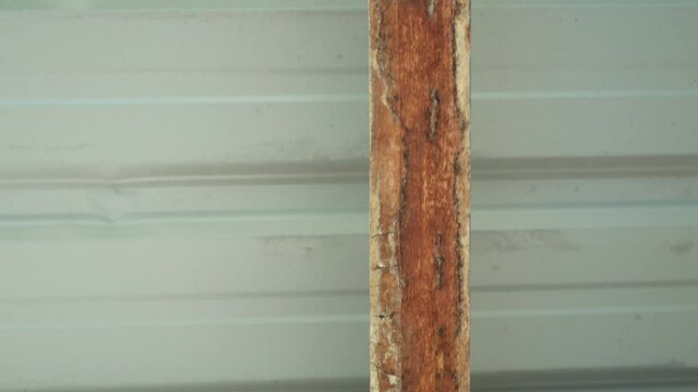 Panning view of the termites damage on house wooden beams.
