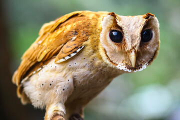 Young owl standing alert in the wild.