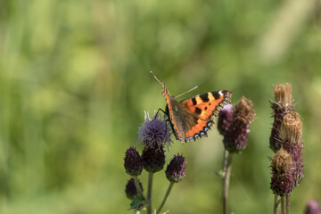 Small tortoiseshell butterfly on a thistle