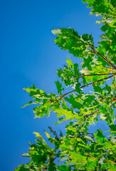 Fototapeta premium Green oak leaves against the clear blue sky. Branches with small fresh young acorns. Graphic resources, beauty in nature, natural desktop wallpaper.