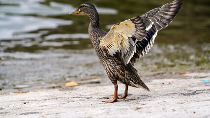 Thonon les bains_ France
