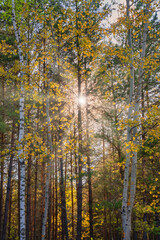 The sun rays break through the dense birches and pines. Sunset landscape in the countryside in summer. Sunsets and sunrises, forests, common vegetation, hiking, graphic resources.