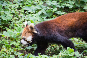 レッサーパンダ