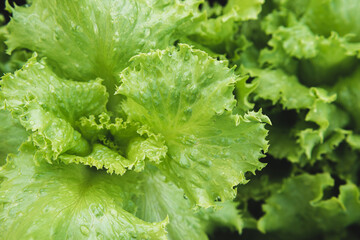Green lettuce grows in the vegetable garden in summer