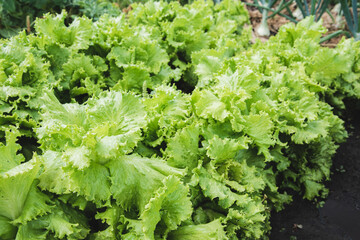Green lettuce grows in the vegetable garden in summer