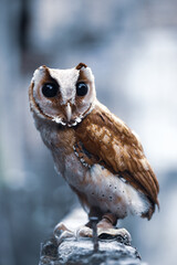 The young owl stood looking around.