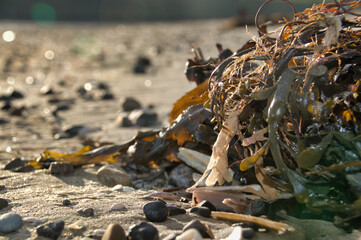 Seaweed up close
