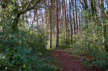 Forest Walk