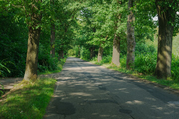 Asfaltowa, nierówna, prowincjonalna droga w liściastym lesie.