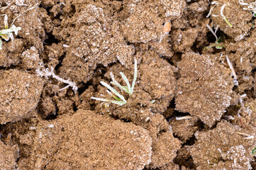 The soil is covered with spring frost, the ground wakes up after winter, cracked soil and spring mornings.