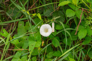 Biały kwiat polnego powoju.