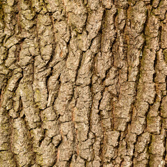 Texture from bark of a tree, vertical natural texture from bark of a young tree.