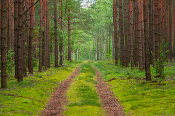 Fototapeta na wymiar Gruntowa droga w wysokim, sosnowym lesie.