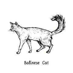 Balinese Cat standing side view. Ink black and white doodle drawing in woodcut style.