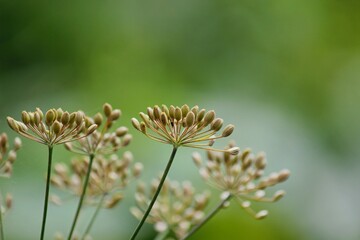 plant seeds on a beautiful green background