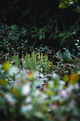 Very beautiful spruce forest in summer with trees and moss. Defocused