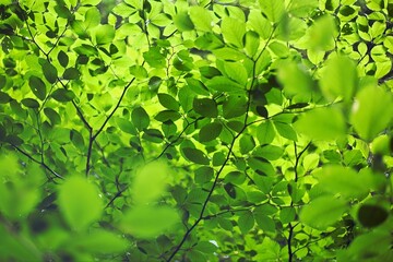 Fototapeta na wymiar green leaves in the forest