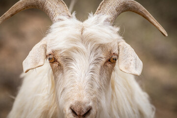 Goat face