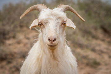 Fototapeta premium Goat face