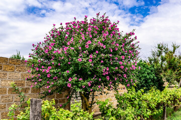 Blooming Hibiscus syriacus tree in the garden at Zaliznyi Port (Kherson region, Ukraine). Beautiful asian plant with many pink flowers against the backdrop of greenery and a cloudy sky on a summer day