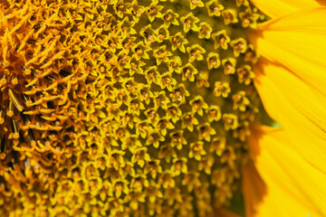 Blooming bright yellow sunflower