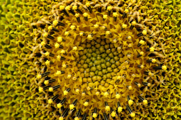 Blooming bright yellow sunflower