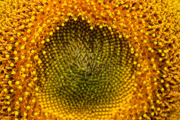 Blooming bright yellow sunflower