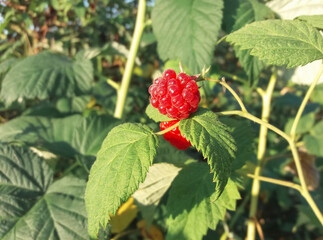 Ripe red raspberries on a bush